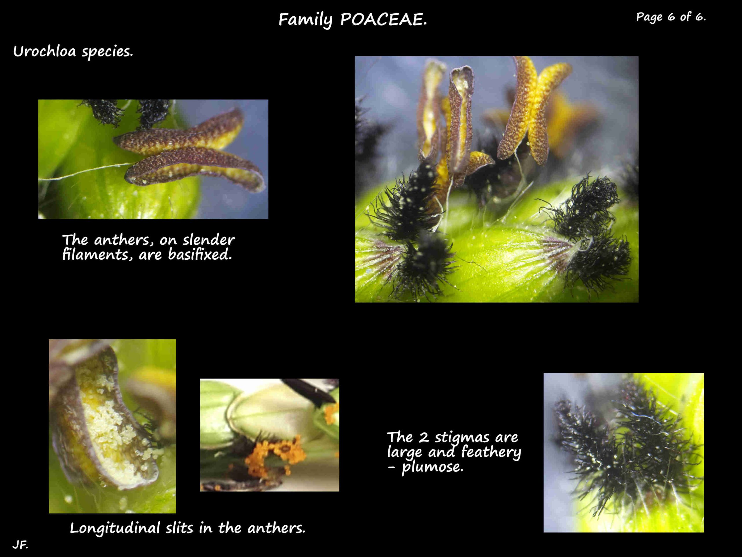 6 Urochloa stamens & stigmas